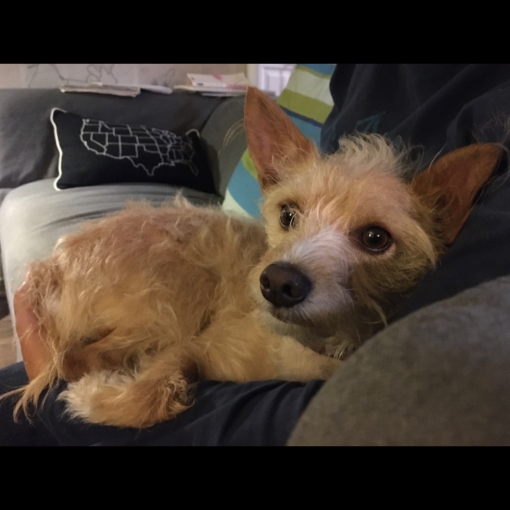 Little Bossy Girl - Picture 4 of 4